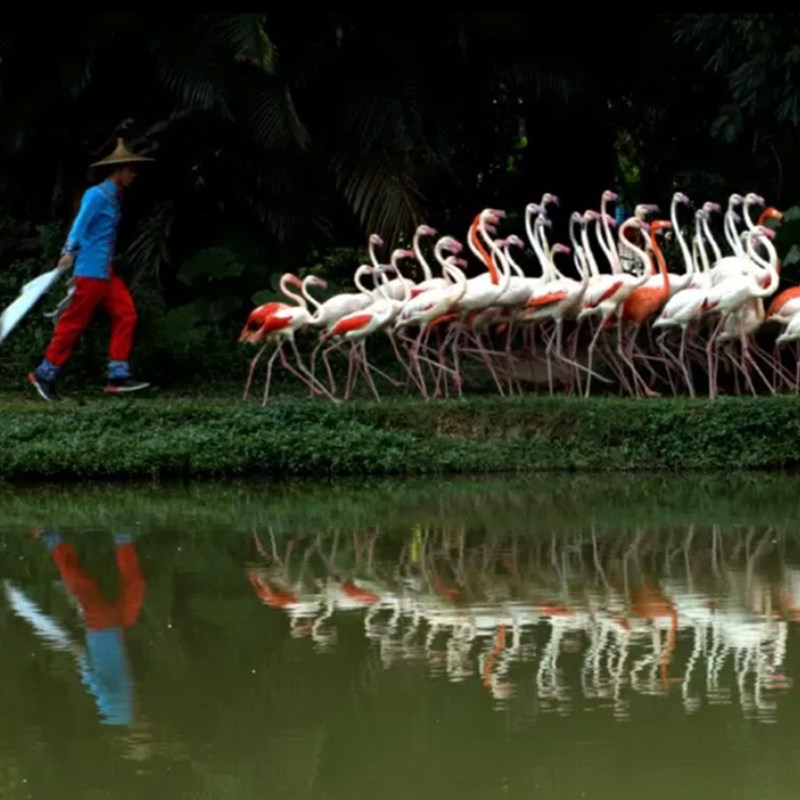 【元旦可约】广州长隆酒店三人1晚/2晚/3晚畅玩三园大马戏自助餐送水上乐园