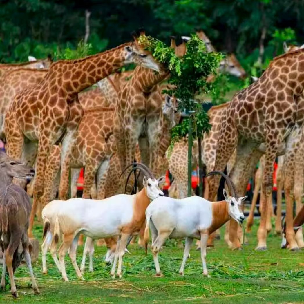 【畅享】广州南湖假日酒店2天1晚豪华大床房+动物世界+水上乐园