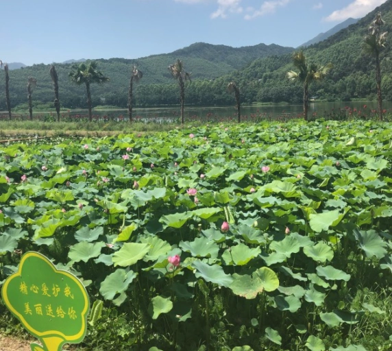 天湖鹭岛生态风景区图片