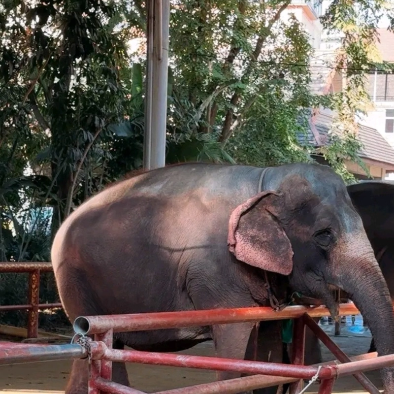 x【4天3晚】西双版纳自由行住全季酒店(热带花卉园店)+曼听公园门票套票