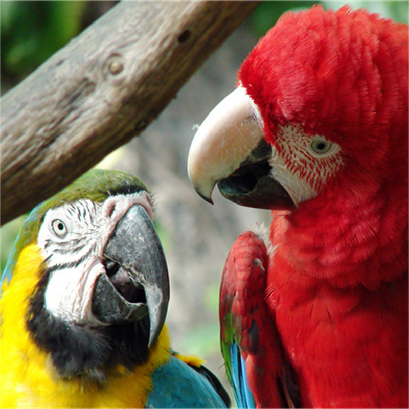 北京野生动物园一日游丨直通车,可选五环内上门接 - 定制游预订