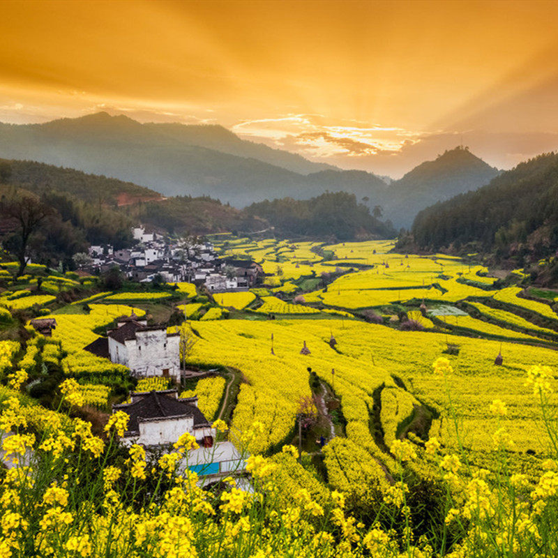 夜宿乌镇【纯玩】乌镇西栅+杭州西湖+婺源+宏村西递+黄山5日游 - 定制游预订