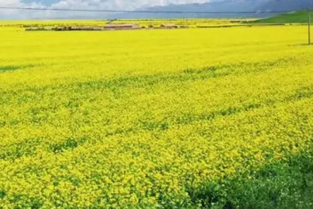 油菜花海景区图片