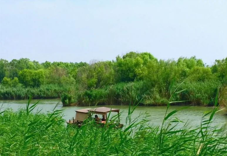 芦荡湿地图片