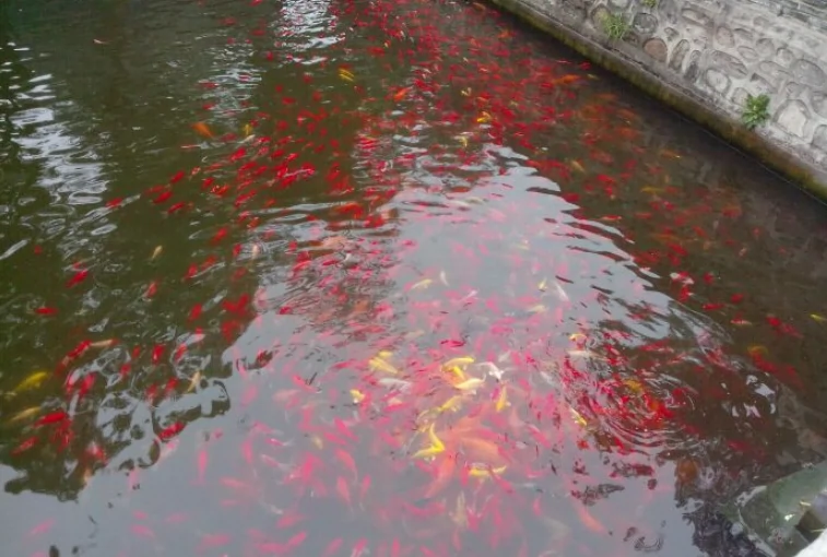 敕建大觉禅寺-功德池图片