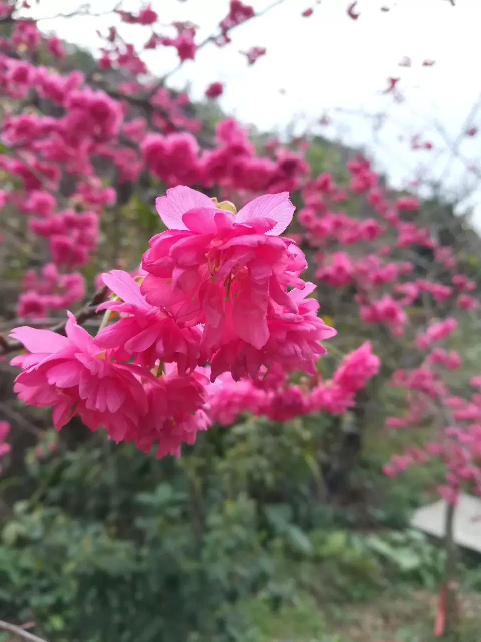 九仙桃花海图片