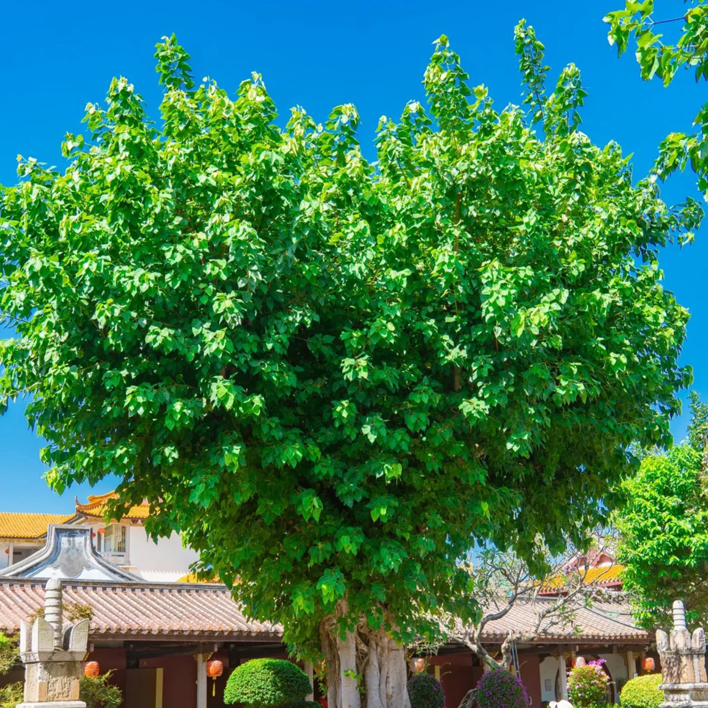 私家小团4人起订纯玩不购物广东潮汕旅游5天4晚汕头南澳潮州旅拍