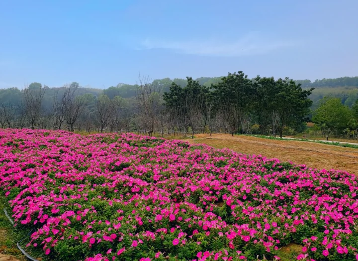 樱山花谷图片