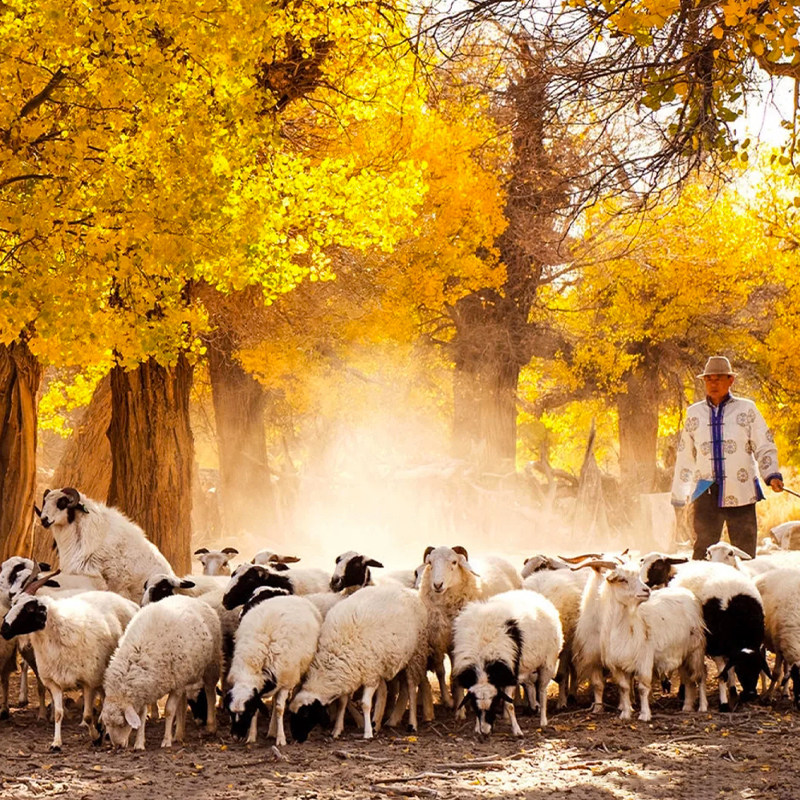 内蒙古额济纳旗胡杨林 库布齐沙漠 居延海 黑城遗址5天4晚私家团 - 定制游预订