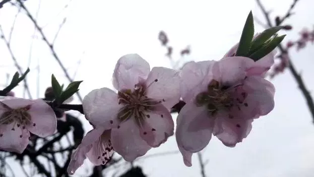 金马村桃花源广场图片