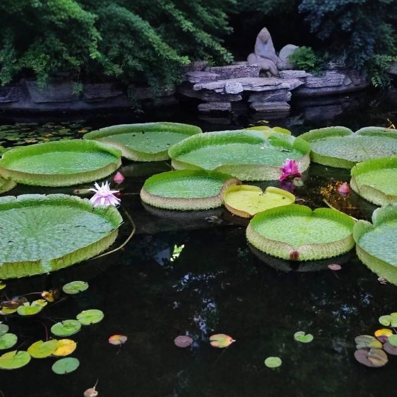 【宋风济南】3天2晚明湖子曰酒店 | 趵突泉+穿汉服 游明湖+动物园买1送1