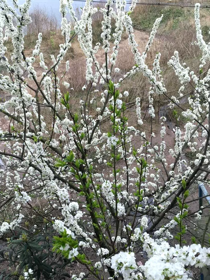 梨花山图片