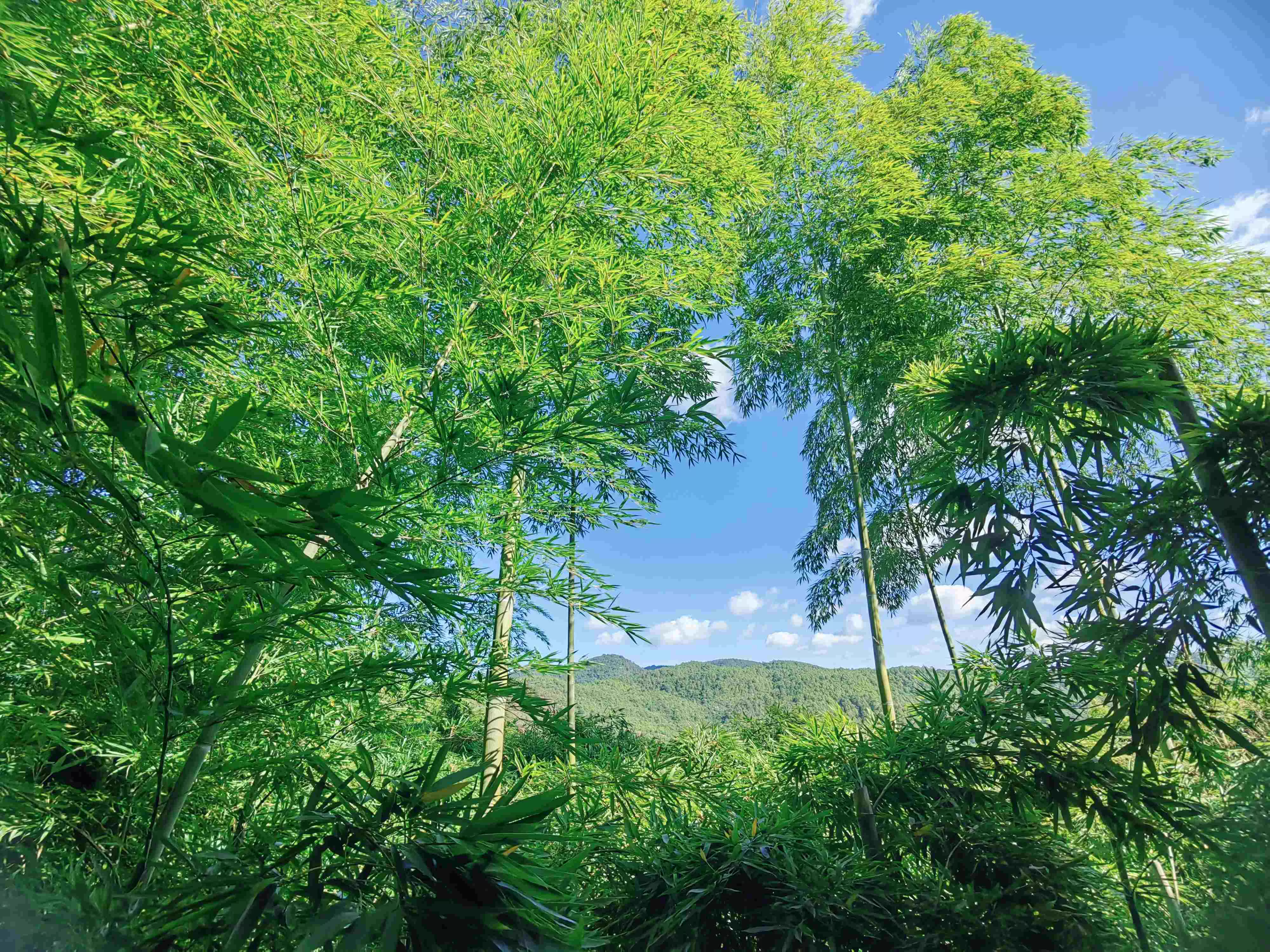 玉竹峰海风景区图片