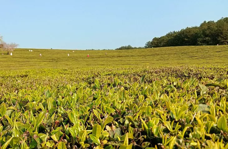 羊艾茶场图片