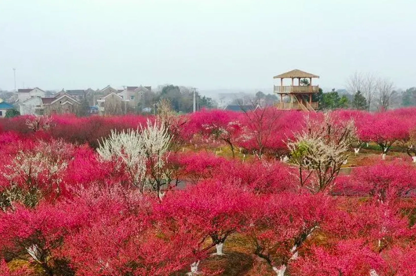 秦淮梅园图片