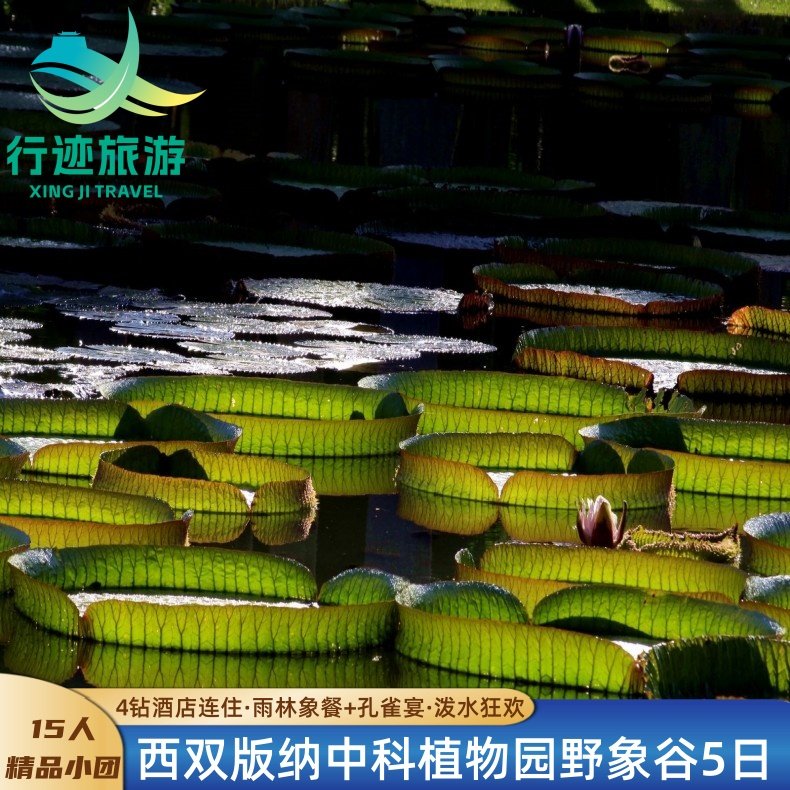 全国出发去西双版纳旅游15人小团野象谷中科植物园丨4钻酒店连住 - 定制游预订