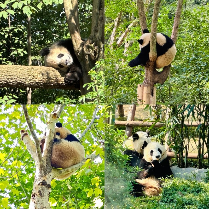 四川『双面成都』住皇冠 欢乐谷+熊猫基地/双遗 二选一 3天2晚