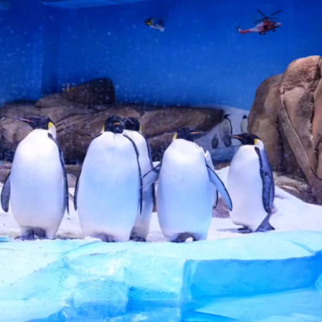 【双人/2大1小家庭套票】大王山假日酒店1晚+欢乐海洋+欢乐雪域套票