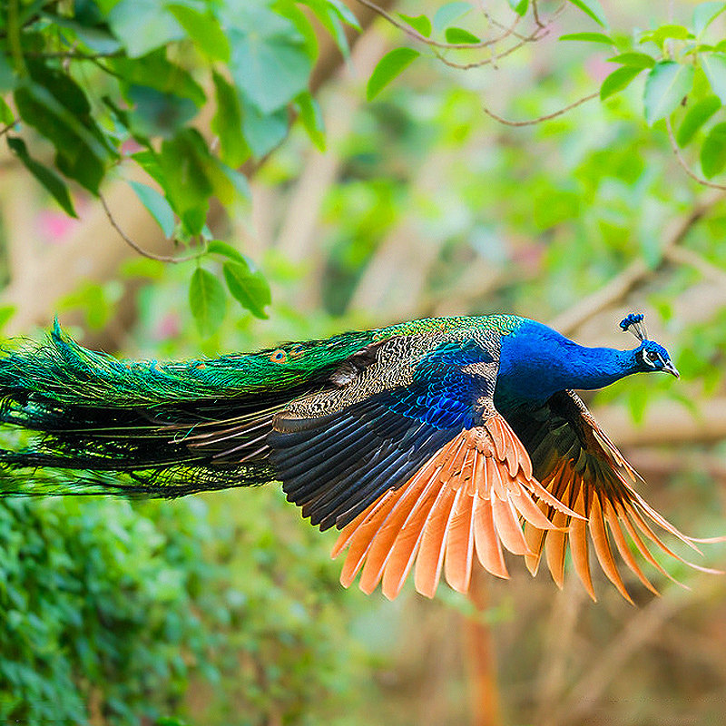 【双人酒景套餐】滨港国际大酒店2晚含早+西双版纳多景点直通车三选一