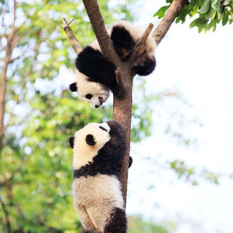 2大1小亲子雅安碧峰峡萌趣酒店住宿1晚+野生动物世界/熊猫基地
