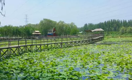 野草河湿地风景区图片