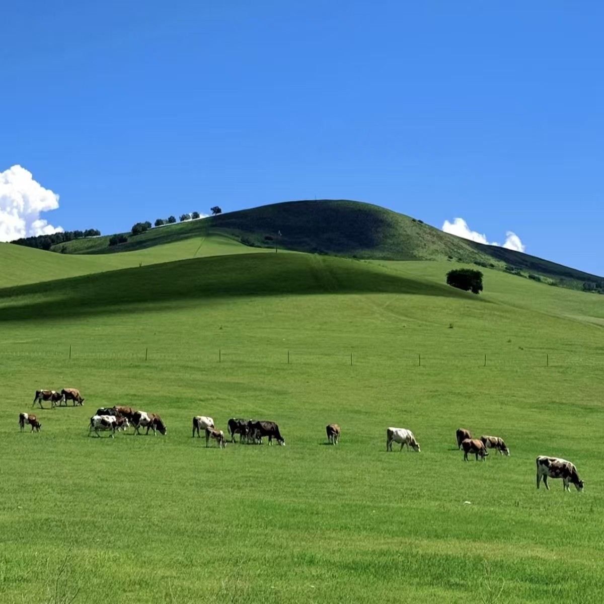 【畅玩】内蒙古途客国际酒店商务套房5天4晚+清真大寺