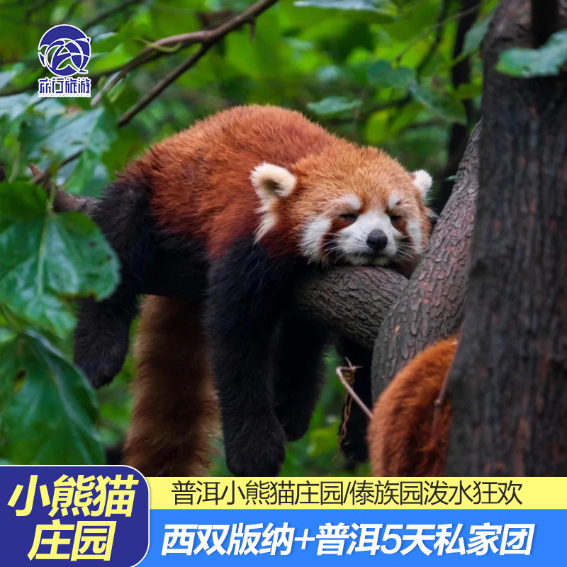 私家团 云南西双版纳亲子旅游 普洱+版纳小熊猫庄园酒店 5天4晚 - 定制游预订