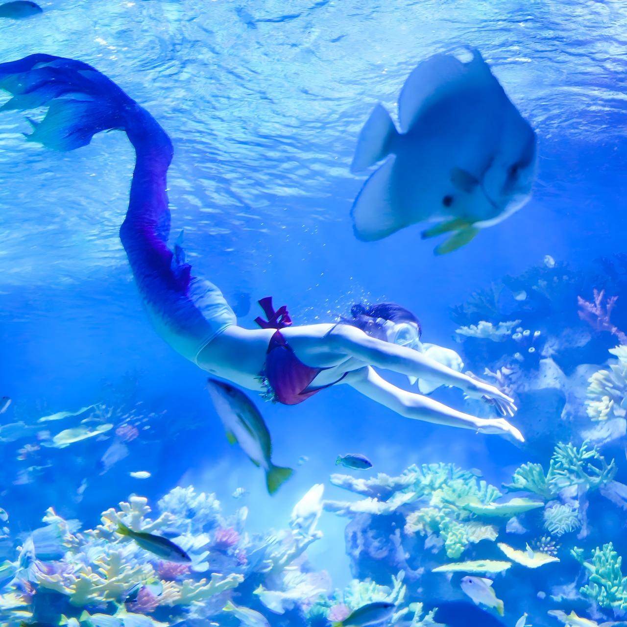 日照福朋喜来登入住+海洋公园门票一晚上入住