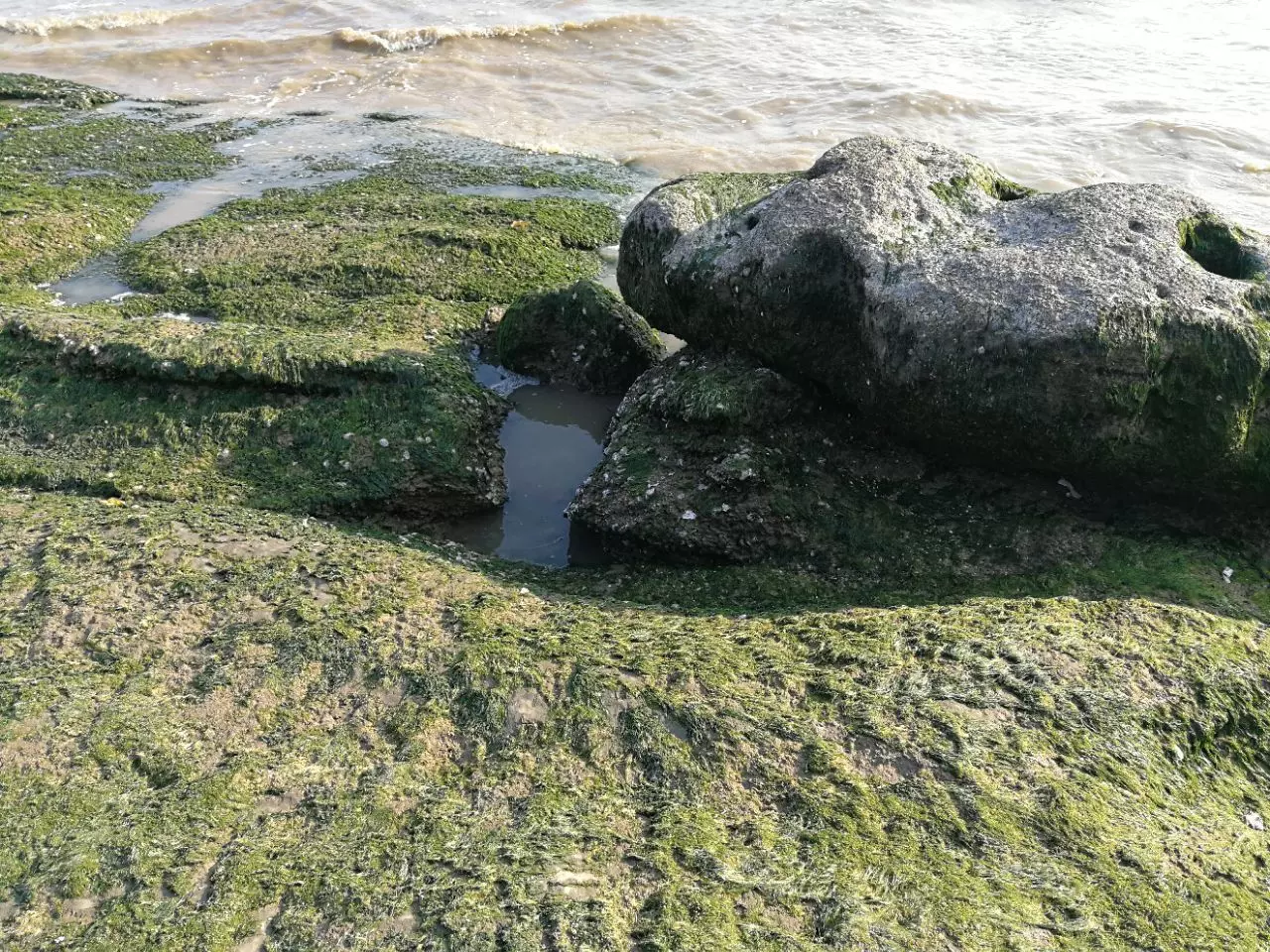 海山石龟图片