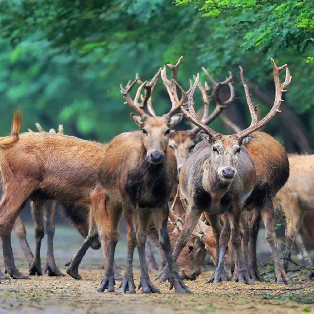 【林中秘境】2晚江苏盐城黄海森林花间亭.静林+森林公园+麋鹿苑+动物园门票