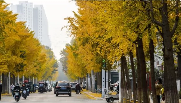 银杏路图片