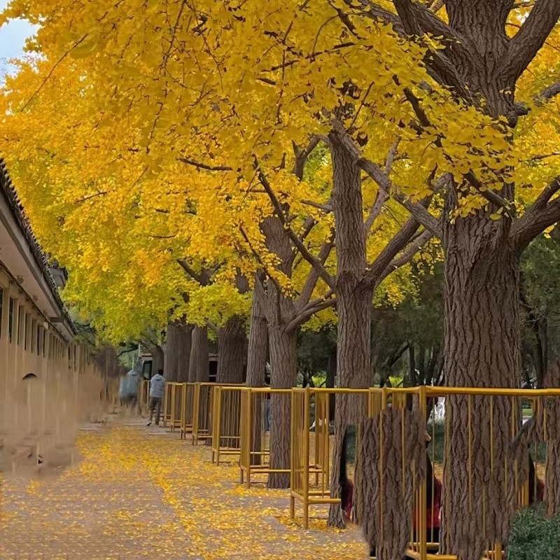 【畅游】邯郸华邑酒店豪华房超大床三天两晚+丛台公园+广府古城