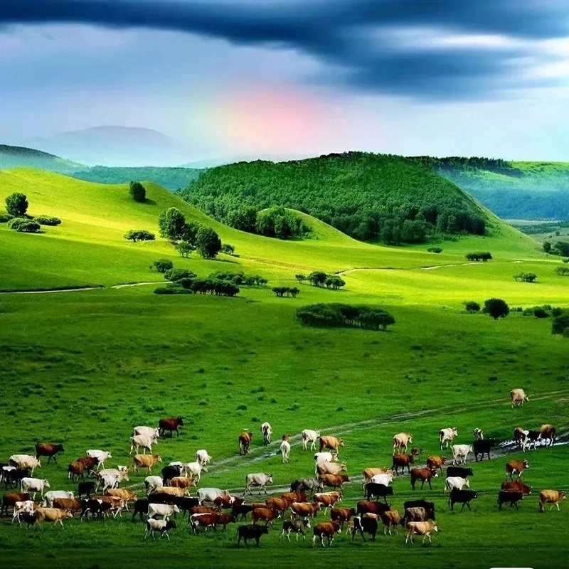 【遇见内蒙古】呼和浩特1天自由行大召寺塞上老街 - 定制游预订