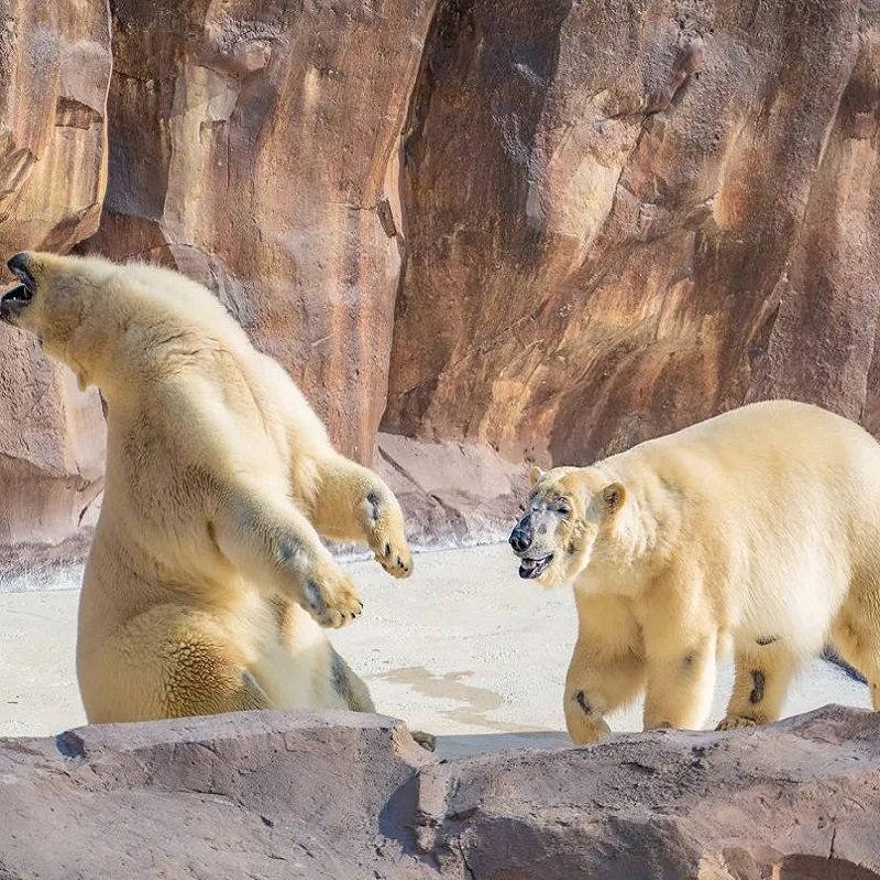 福建泉州欧乐堡海洋国际酒店含早+2成人二次入园欧乐堡门票【不可退】