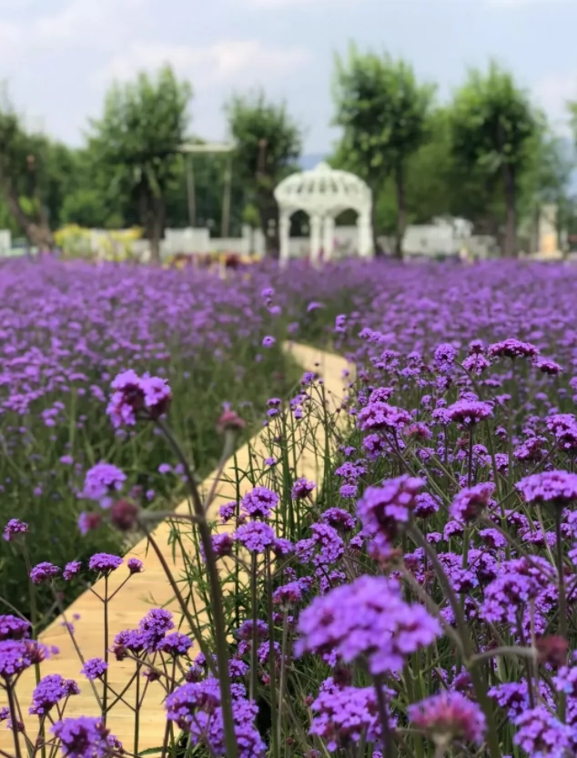 云水花田图片