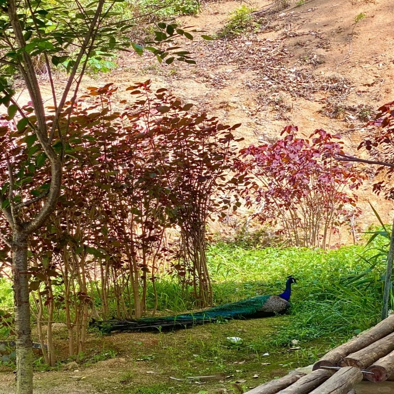 D1天1晚潮州市紫莲度假村自由行+潮州古城门票单人酒景套餐