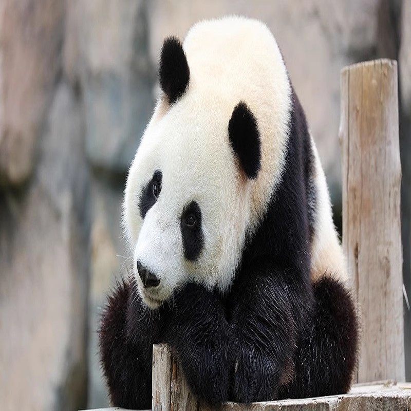 上海野生动物园一日门票+华舒·逸酒店双人/亲子+双早套餐