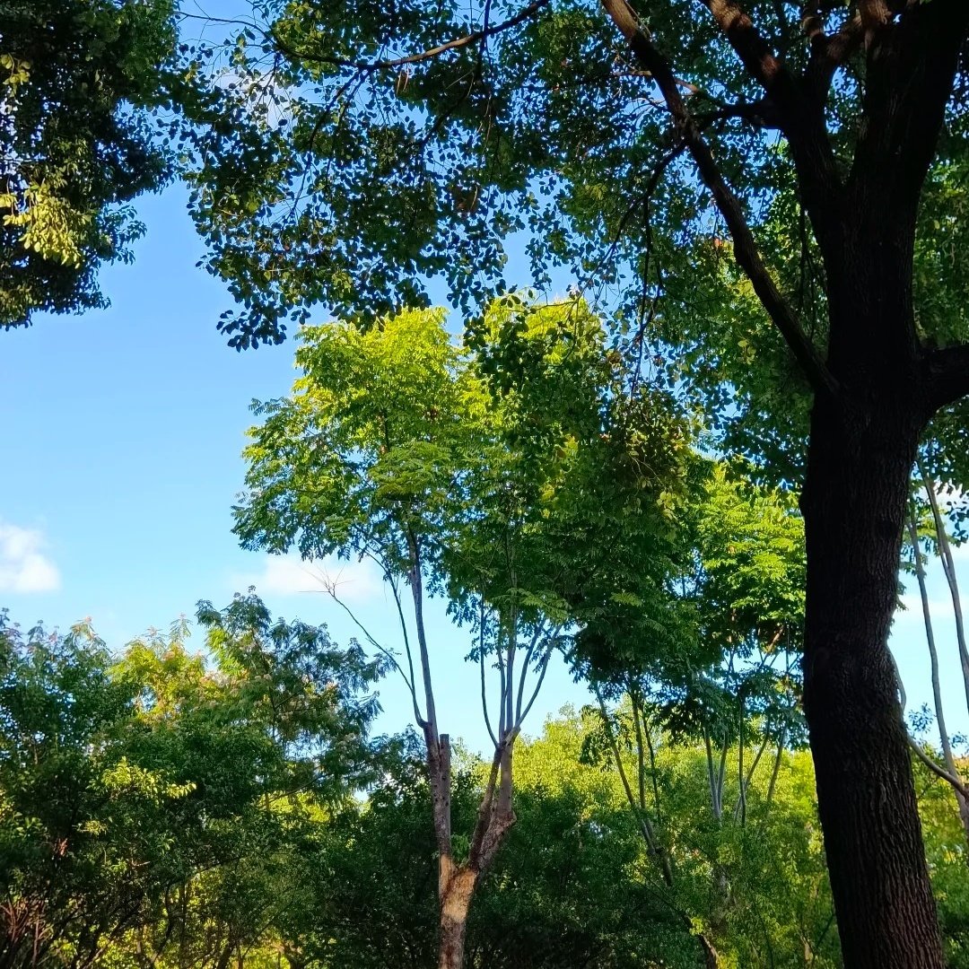 曲阜东方儒家花园酒店(三孔景区店)住宿+曲阜三孔景区成人门票