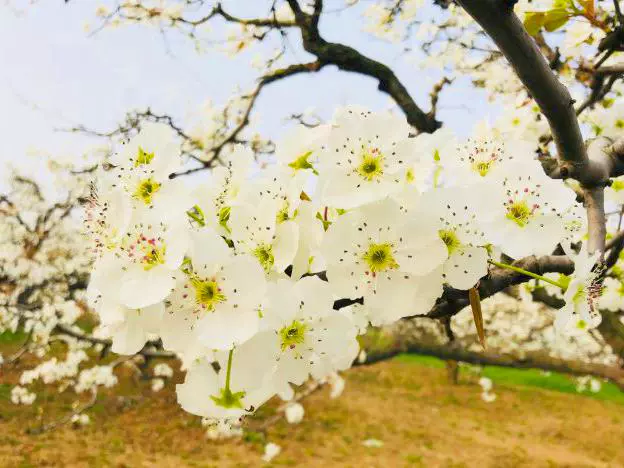 梨花广场图片