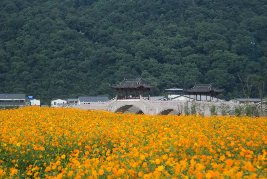 湘湖花海图片