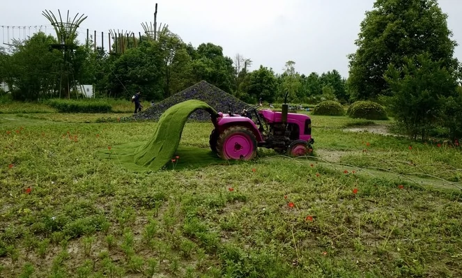 绿点花花世界图片