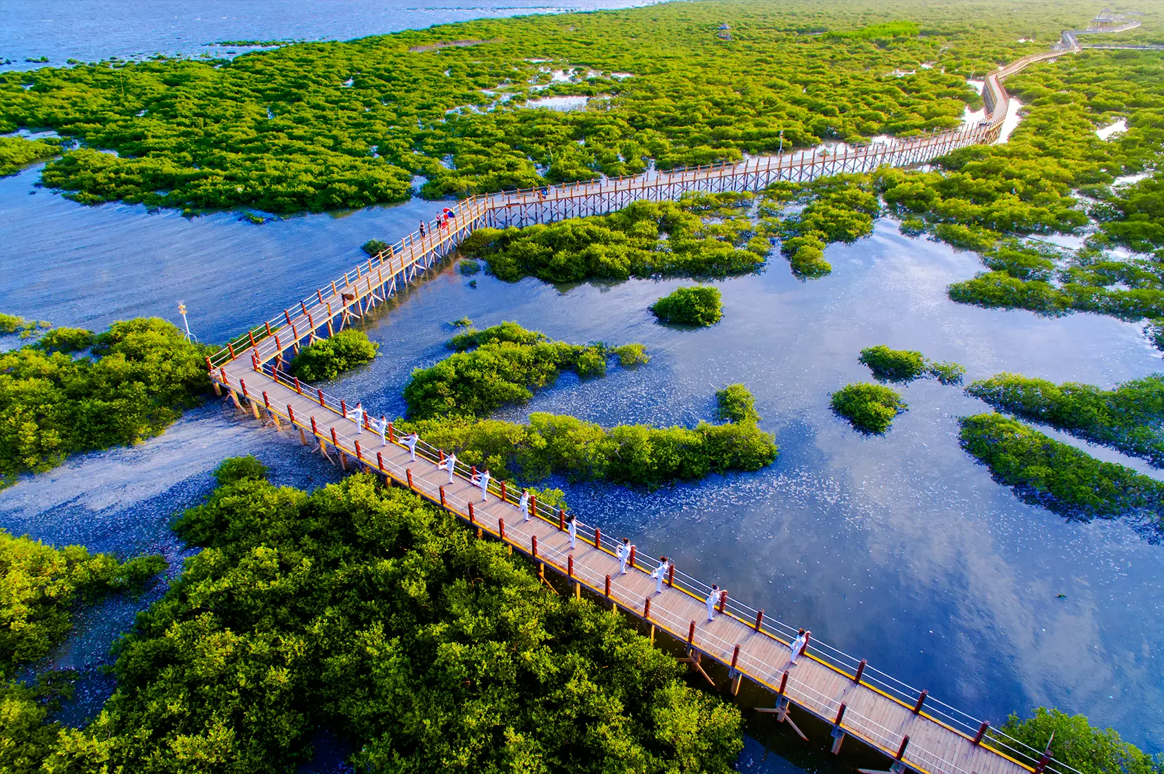 金海湾红树林