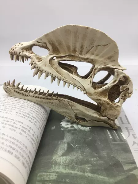 侏罗纪仿真恐龙双冠龙霸王龙化石骨骼双脊龙暴龙头骨模型19cm包邮