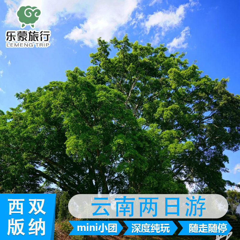 云南普洱景迈山2日游|日出云海|普洱西双版纳出发|1-6人小团纯玩 - 定制游预订