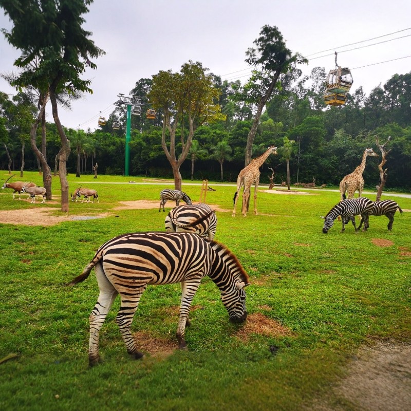 广州长隆酒店(广州长隆野生动物世界店)+长隆野生动物世界+长隆水上乐园3天2晚自由行