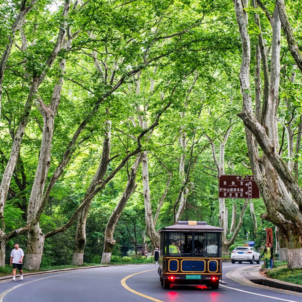 15人团/南京钟山 中山陵+美龄宫+明孝陵+音乐台一日游/穿越梧桐树
