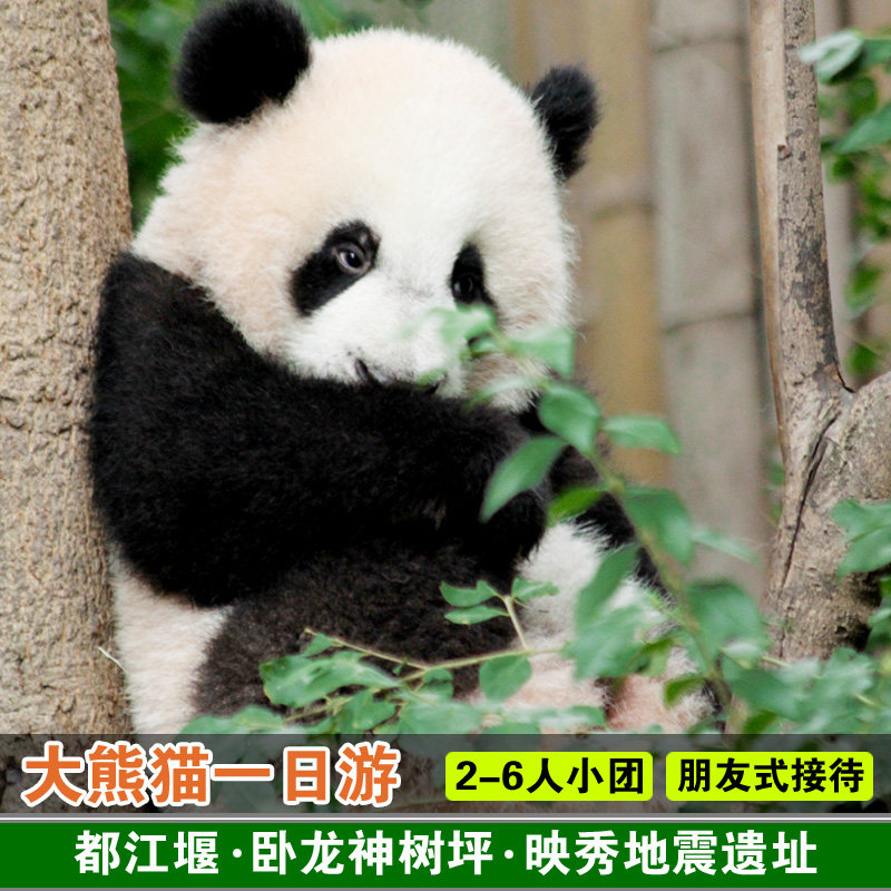 2-6人团都江堰卧龙神树枰大熊猫基地映秀地震遗址成都周边一日游 - 定制游预订