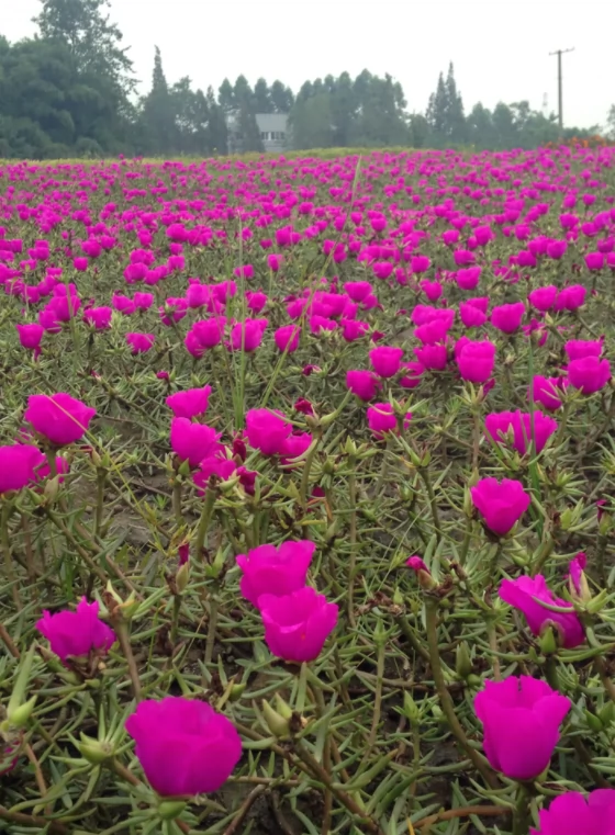 樱薇花美主题公园图片