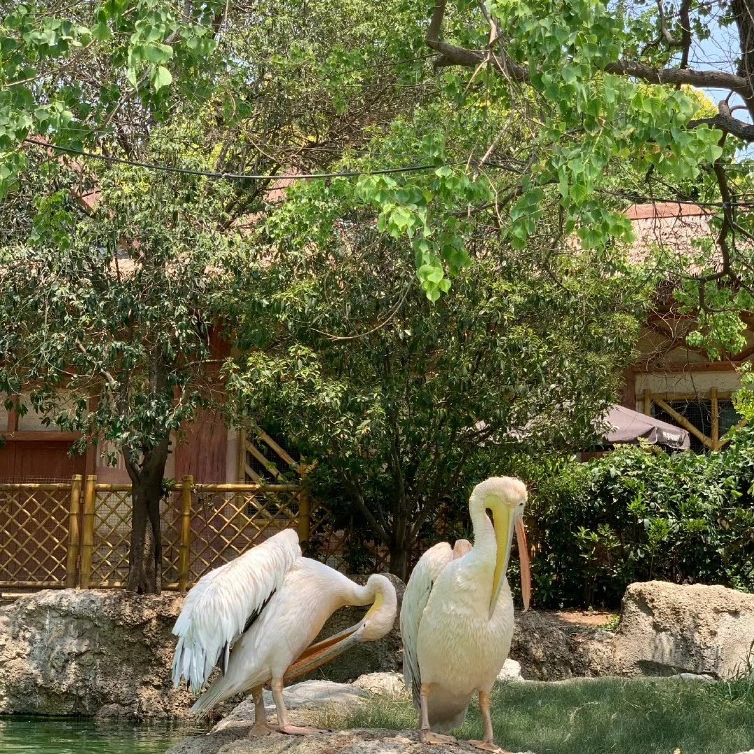 郑州银基黄帝宫御温泉酒店(动物王国店)住宿+郑州银基动物王国成人门票