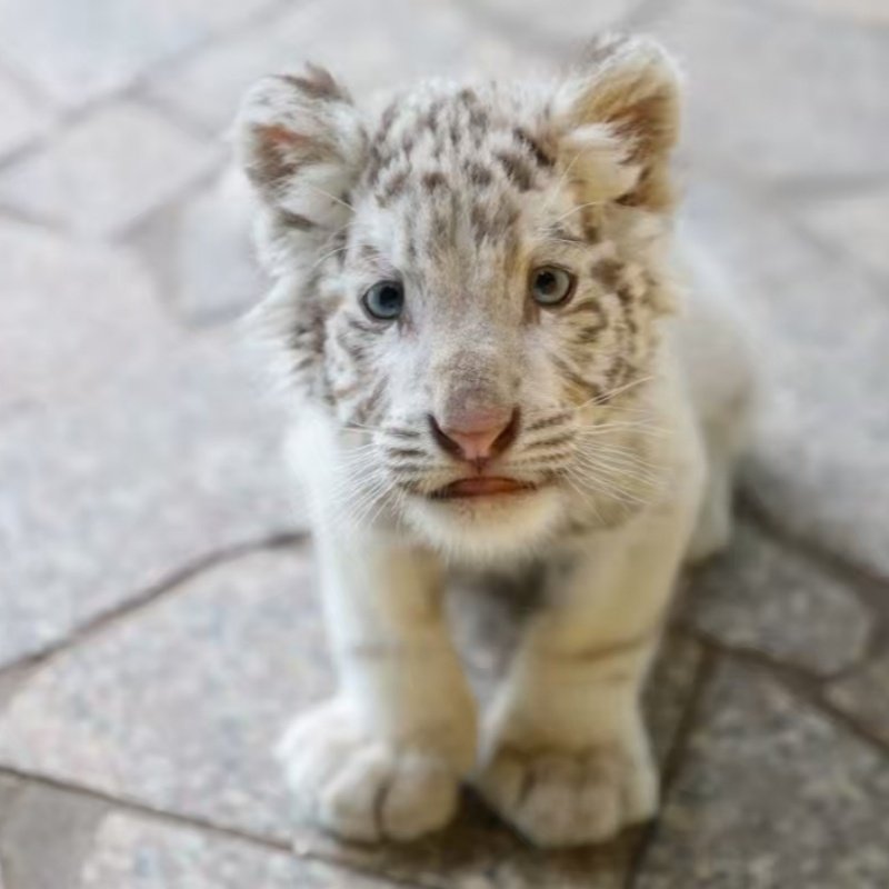 可定制旅行东方明珠广播电视塔+上海市区品牌酒店